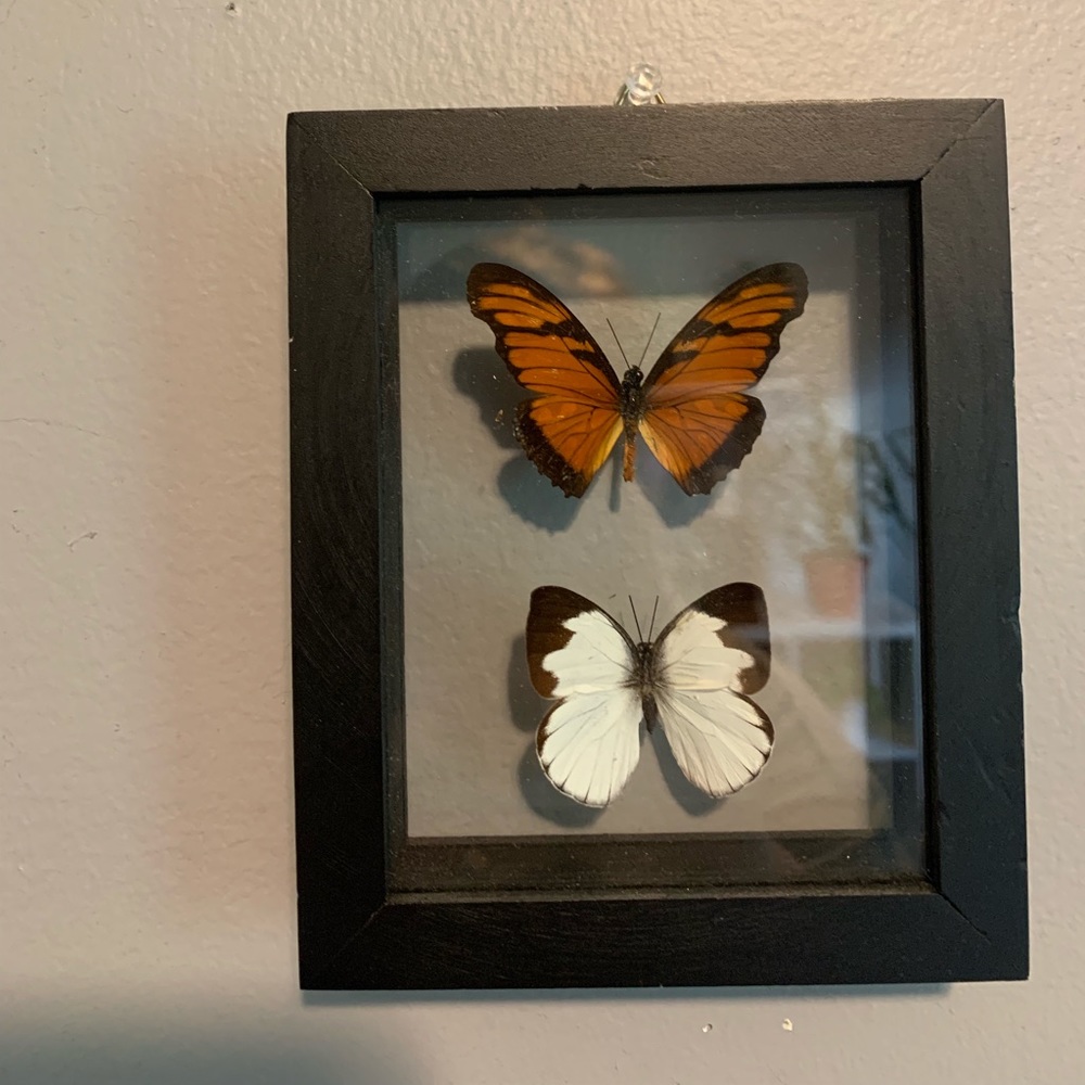 Preserved Peruvian Butterflies in Black Frame